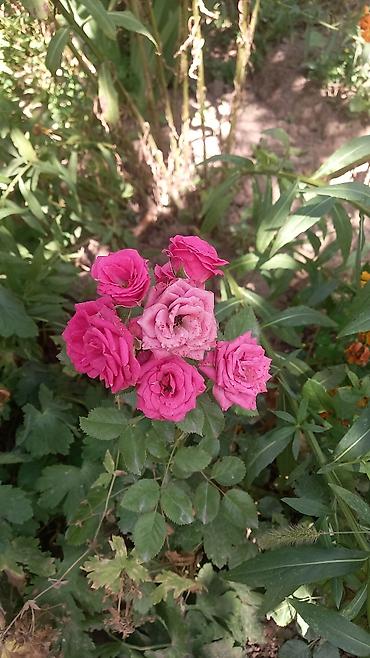 Другие садовые цветы и кустарники: Продаю разные цветы,злаковые: овсяница сизая,мискантус от 200с — 30