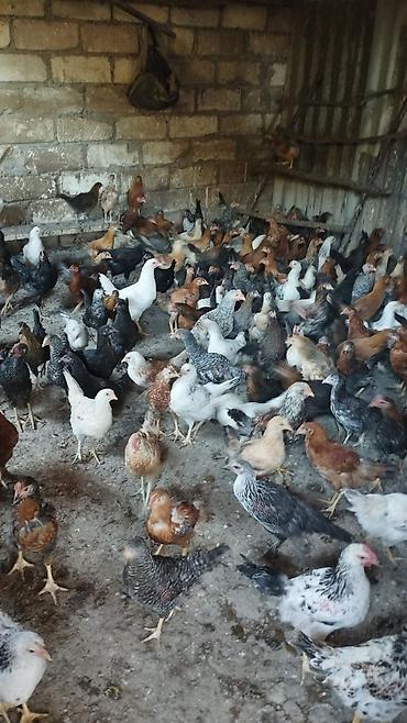 cins ineklerin satisi: 300 edes 3 ayliq heyet çolpasi satilir. 1ededi 10 azn Hamsini alan — 1