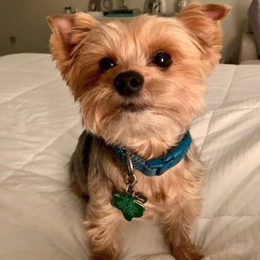 Psi: Yorkie cute and lovely pet ready for adoption