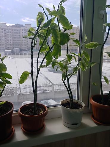 Другие комнатные растения: Продаются цветы от 200 до 500 сом — 4