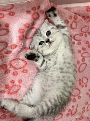 Pişiklər: Şotland, Erkək, Dişi, Ünvandan götürmə -da lalafo.az — 4 Pişiklər: Şotland, Erkək, Dişi, Ünvandan götürmə — 4