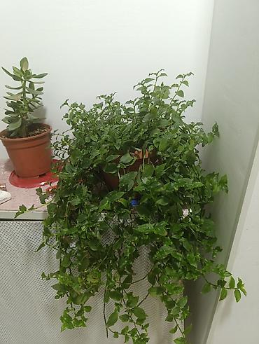 личинка карпа: Ампельное комнатное растение в пластиковом горшке - Пышные свисающие — 4