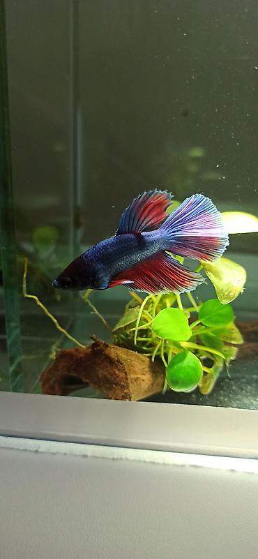 Balıqlar: Betta (Petuşok balığı), Yırtıcı — 2