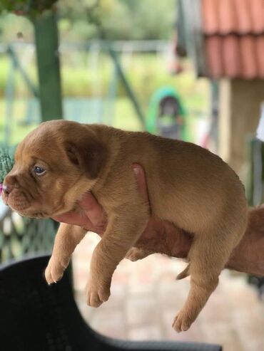 Psi: Stenci Bordoska doge vrhunske krvne linije na prodaju ostenjeni na lalafo.rs — 6 Psi: Stenci Bordoska doge vrhunske krvne linije na prodaju ostenjeni — 6