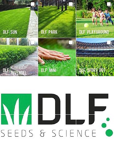 Газон: Семена европейского газона DLF (Дания) по оптовым ценам! ✅В наличии — 4