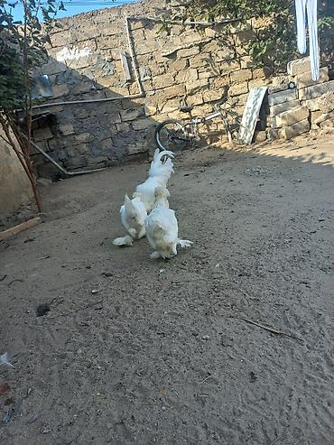 Toyuq, Damazlıq
