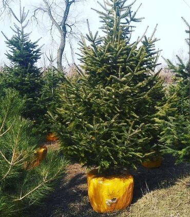 Декоративные деревья: Саженцы деревьев: Пихты, Платная доставка — 5