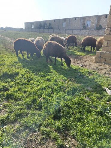 Qoyunlar, qoçlar: Dişi, Qala, il: 1, Damazlıq