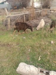 декоративные кролики: Продаю | Овца (самка) | Полукровка | Для разведения