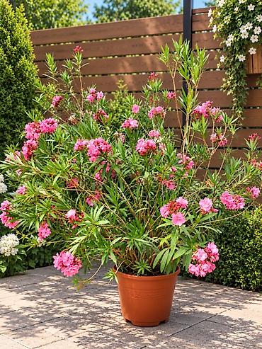 Молочайлар: Олеандр розовый (Nerium oleander) в горшке - Крупный кустовый — 1