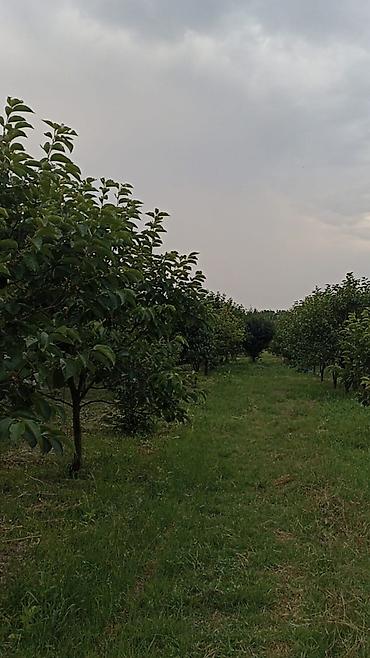 qara xurma ağacı: Məhsul: Armud bağından təzə armud yığımı Təsvir: - Sıralı əkilən — 4