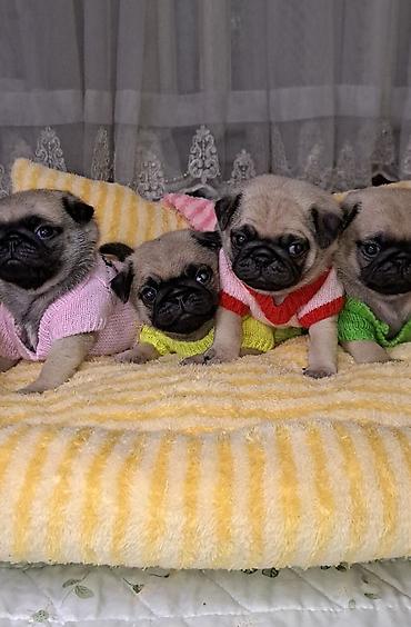 собака пастух: Мопс, 1 месяц, Самец, С прививкой — 1