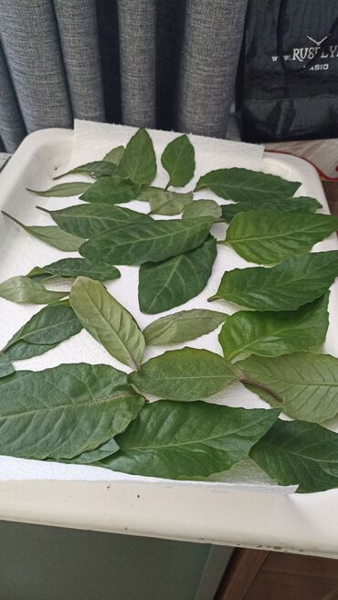 зеленый чай: Джинура прокумбенс (листья бога) рассада в горшочках. Предлагаю новое