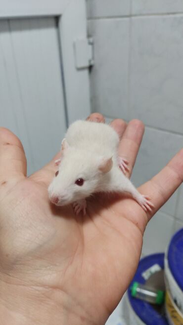 Крысы: Крыска девочка 
Возраст 1,5 месяца