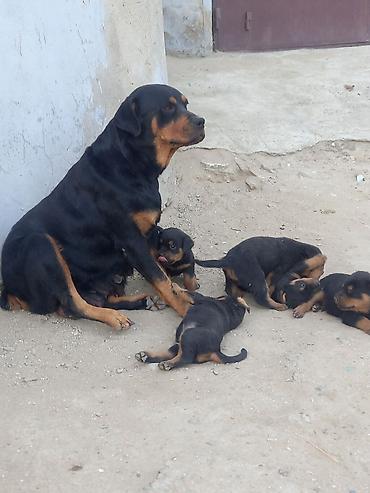 qurdbasar satisi: Rotveyler, 2 ay, Erkək, Sənədli, Ünvandan götürmə — 3