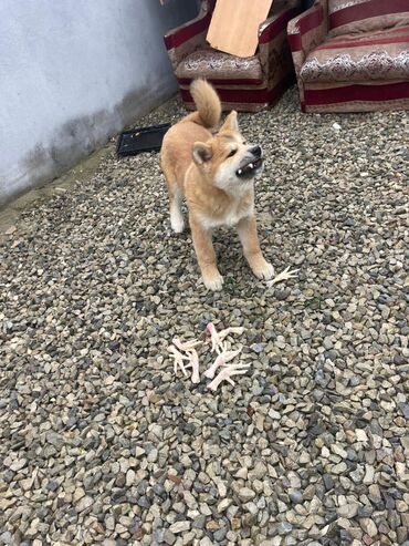 İtlər: Akita-inu, 3 ay, Erkek, Pulsuz çatdırılma — 3