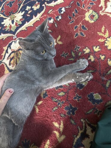 шотландская шиншилла: Кошка даром: Беспородная, 5 месяцев, Мальчик