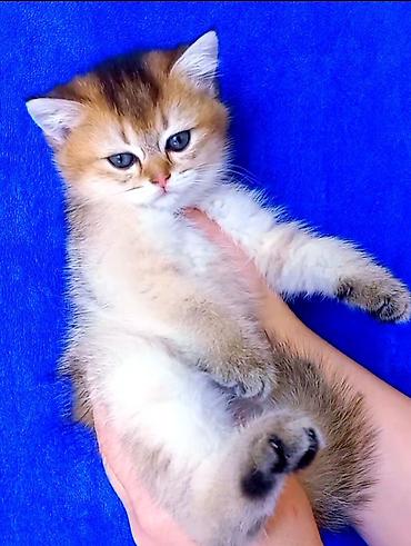 Pişiklər: Britan — 5