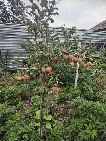 Həyət evləri və villaların satışı: 1 otaqlı, 36 kv. m, Yeni təmirli — 34