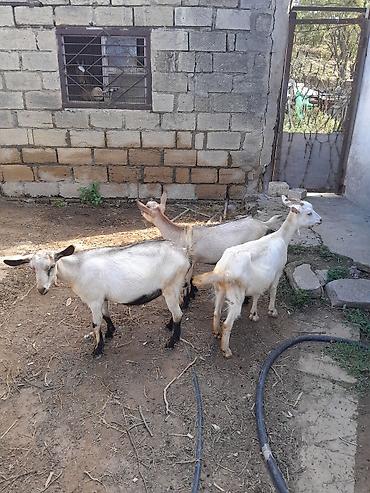 heyvan keci: Məhsul: Keçilər (3 baş) Qiymet her 3 ne aiddir. Unvan : Novxani — 1