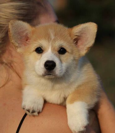 İtlər: Korgi, 2 ay, Erkek, Sənədli, Pulsuz çatdırılma — 14