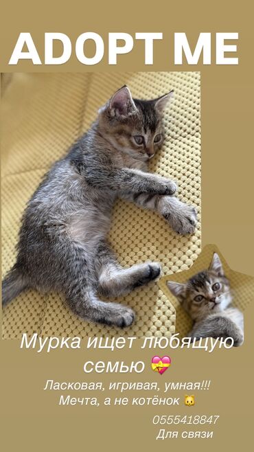 бенгальский котенок: 2 месяца, Девочка, Метис, Приучена к лотку, Проглистована