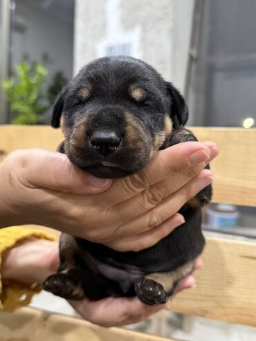 İtlər: Doberman, Erkek — 4