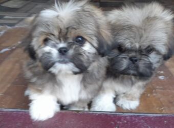 İtlər: Pekines, 1 ay, Dişi, Ödənişli çatdırılma — 1