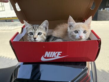 отдать кошку в приют бесплатно: Кошка даром: Беспородная, 3 месяца, Девочка