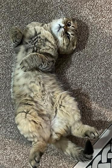 животные котенок: Шотландская вислоухая кошка (Scottish Fold) - Окрас — 2