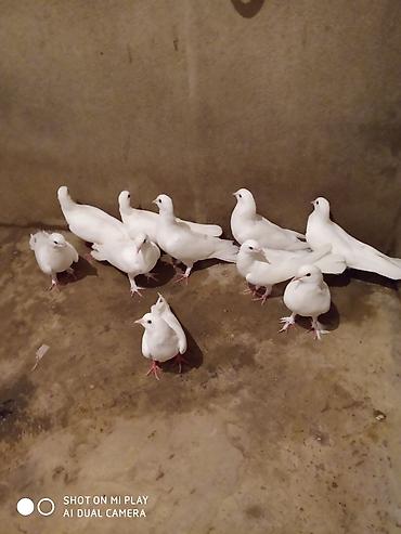 Göyərçinlər: Ünvan Maştağa. Ağ — 4