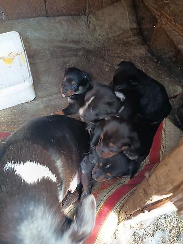 İtlər: Ünvandan götürmə — 11