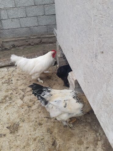 Куры, петухи: Продаю | Куры, Петух | Домашняя | На забой, Для разведения, Несушки — 5