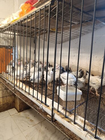 Digər kənd təsərrüfatı heyvanları: Serebrist çolpalar 70 günlükdür hər bir vaksin olunub tam sağlamdir