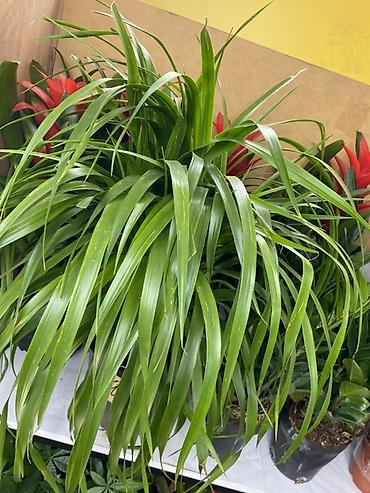 Пальмалар: Комнатное растение «Панданус» (Pandanus, винтовая пальма) в — 2