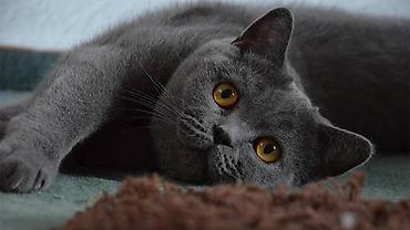 коты британские: Британская короткошёрстная кошка, окрас “blue”. Отдам в добрые руки — 1