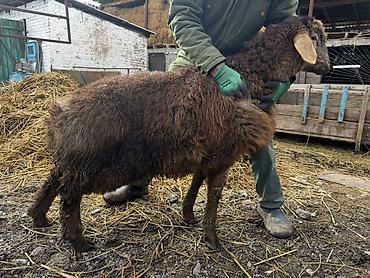 Баран, овца: Продаю | Овца (самка) | Для разведения | Ярка — 11