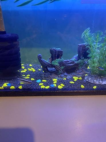 Akvariumlar: 3 ədəd papuqay balığı satılır biri böyük ikisi baladır vhatsaap ilə — 8