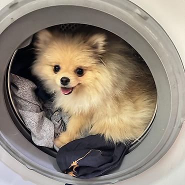 Продажа собак: Шпиц, 7 месяцев, Самка, С прививкой — 1