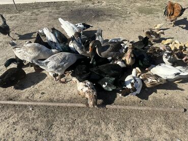 Ördəklər: Salam Aleykum Satılır Ördək Qaz Ördək Cücəsi Toyoq 36 Ədəd Lal Ördək — 15