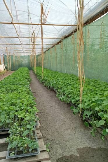 Теплицы: Теплица, предназначенная для выращивания различных — 9