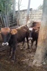 Коровы, быки: Теленок, Самец, месяцев: 4, 65 кг, Для разведения, Самовывоз