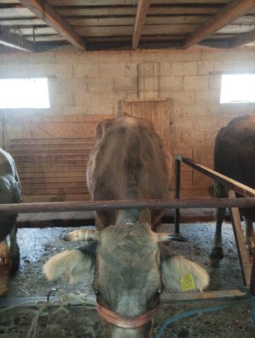 добрый корова: Продаю | Корова (самка) | Для молока | Привязанные