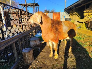 хомяк домашний купить: Сатам | Кочкор (эркек) | Арашан | Көбөйтүү үчүн | Асыл тукумдуу