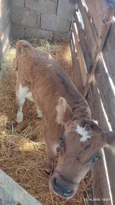 Коровы, быки: Продаю | Музоо, торпок | Алатауская, Симментальская | Для разведения