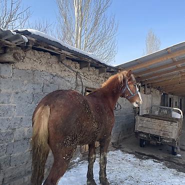 Лошади, кони: Продаю | Жеребец | Рабочий — 4