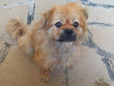 it sahiblenme: Pekines — 1