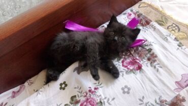 кошка рысь: 1 месяц, Мальчик, Приучена к лотку, Проглистована