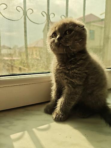 Pişiklər: Britan — 4