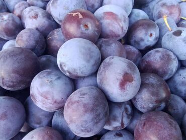 цветок фуксия: Саженцы сливы. Крупный, сладкий сорт, хорошо приживается в Чуйской